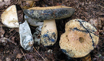 Gyroporus cyanescens .